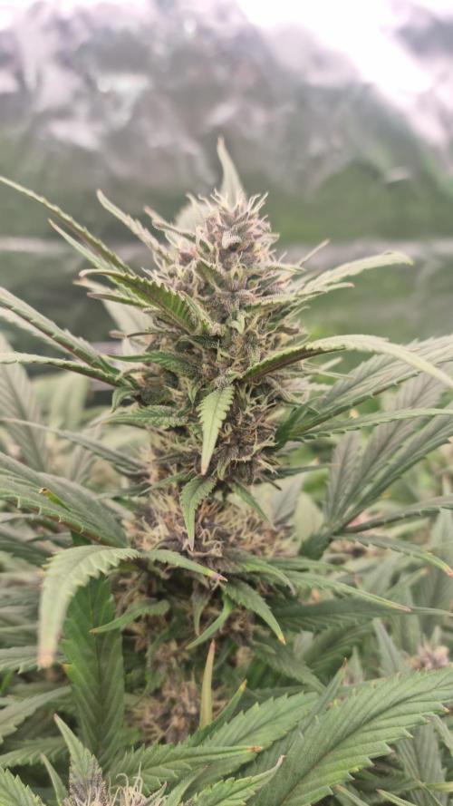 Strawberry Gorilla Automatic's. Week 12