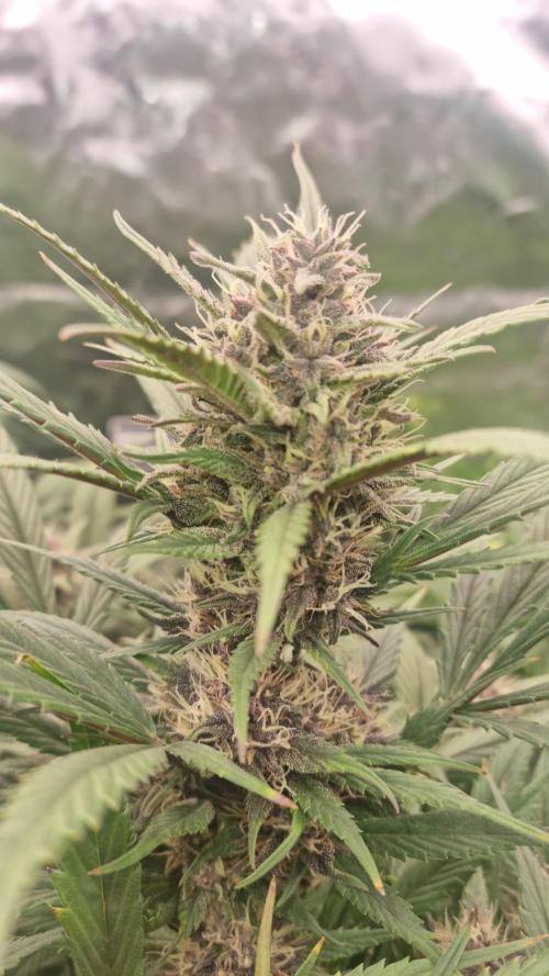 Strawberry Gorilla Automatic's. Week 12