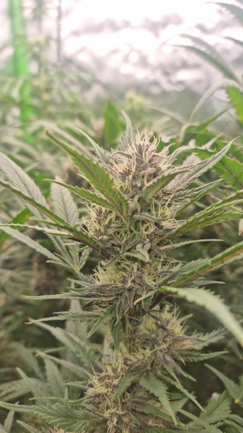 Strawberry Gorilla Automatic's. Week 12