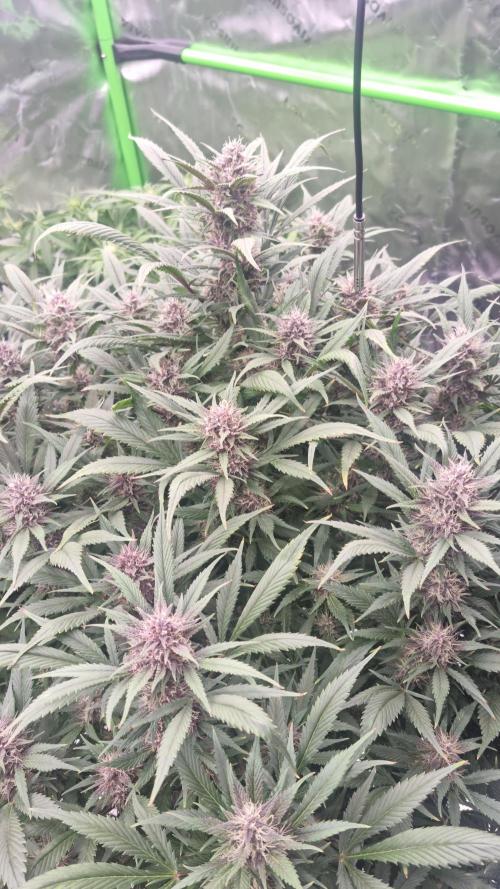 Strawberry Gorilla Automatic's. Week 12