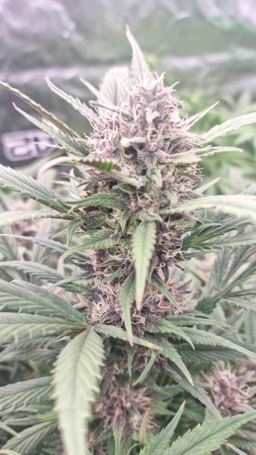 Strawberry Gorilla Automatic's. Week 12