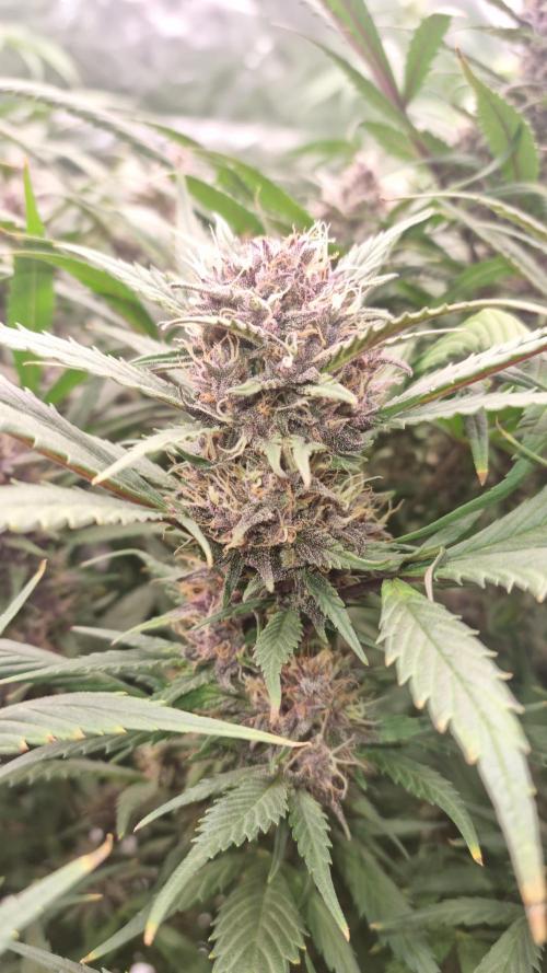 Strawberry Gorilla Automatic's. Week 13