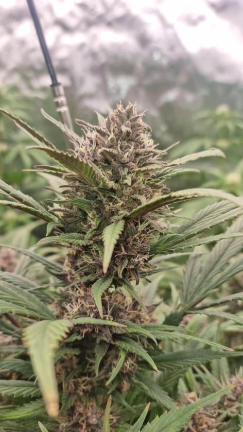 Strawberry Gorilla Automatic's. Week 13