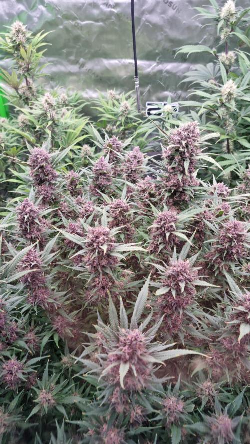 Strawberry Gorilla Automatic's. Week 14