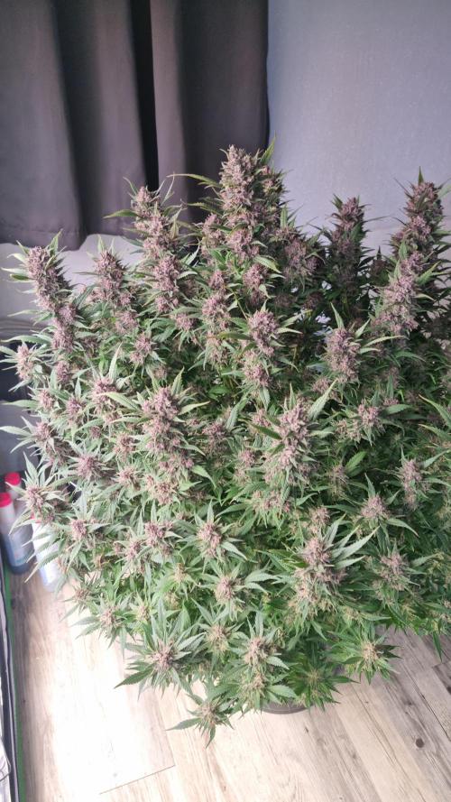 Strawberry Gorilla Automatic's. Week 14