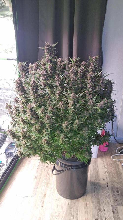 Strawberry Gorilla Automatic's. Week 14