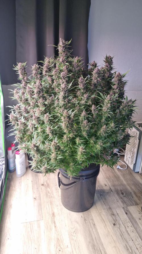 Strawberry Gorilla Automatic's. Week 14