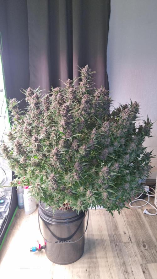 Strawberry Gorilla Automatic's. Week 14