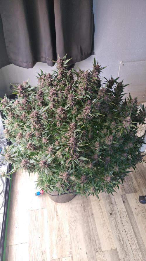 Strawberry Gorilla Automatic's. Week 14