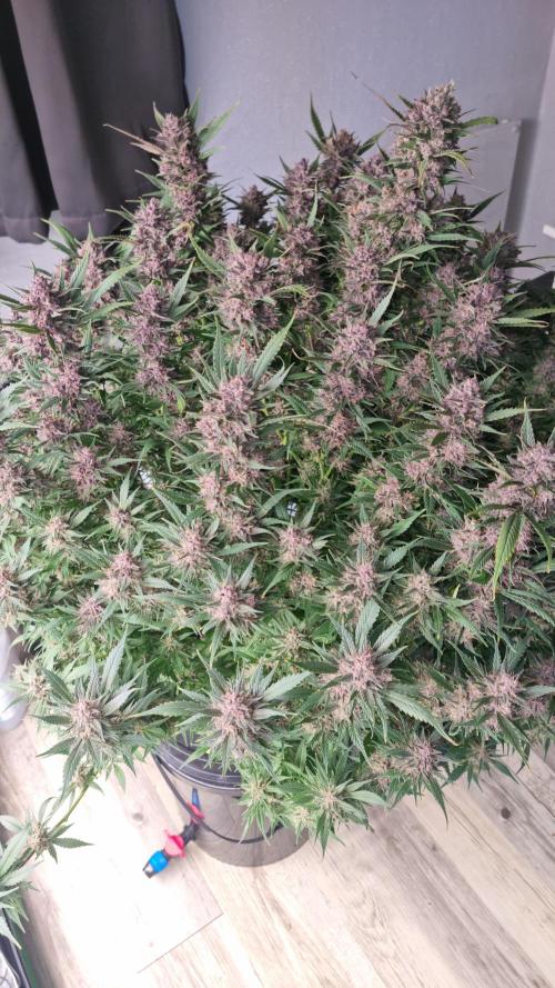 Strawberry Gorilla Automatic's. Week 14