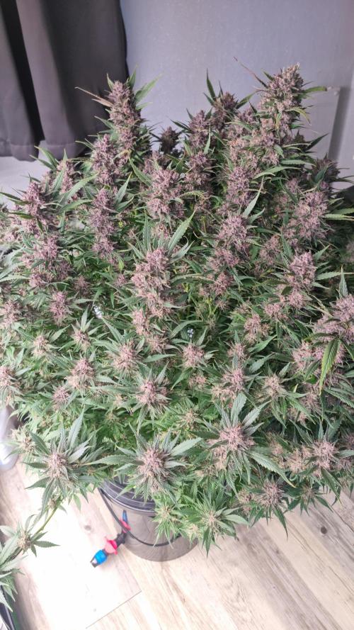 Strawberry Gorilla Automatic's. Week 14