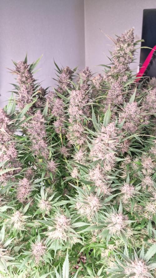 Strawberry Gorilla Automatic's. Week 14