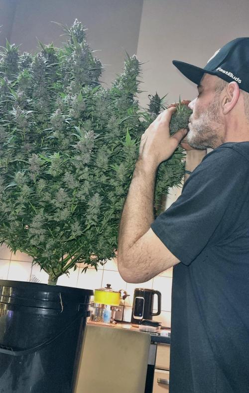 Strawberry Gorilla Automatic's. Week 14