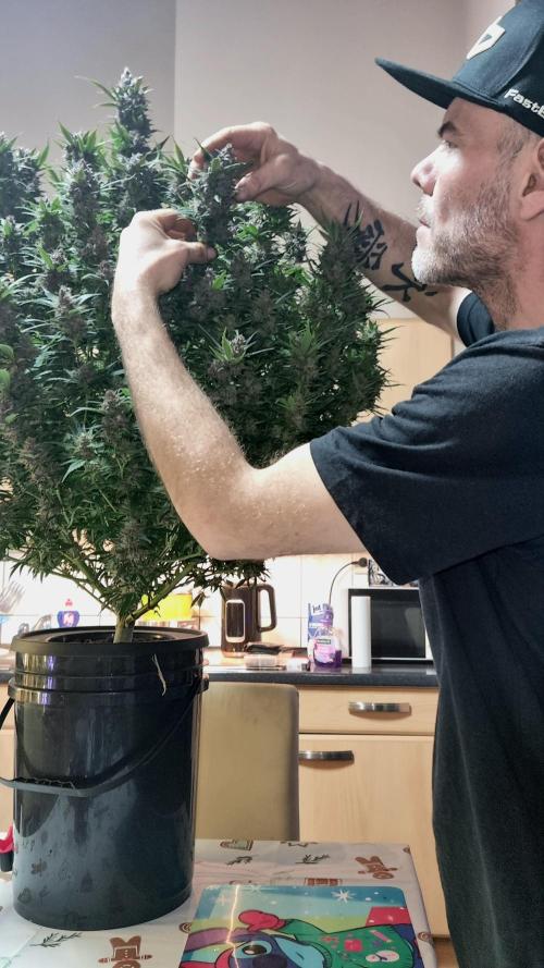 Strawberry Gorilla Automatic's. Week 14