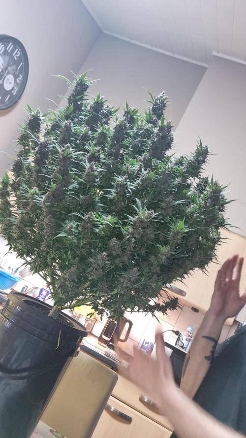 Strawberry Gorilla Automatic's. Week 14