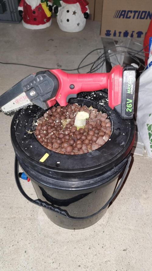 Strawberry Gorilla Automatic's. Week 14