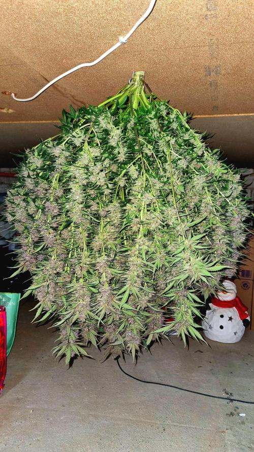 Strawberry Gorilla Automatic's. Week 14