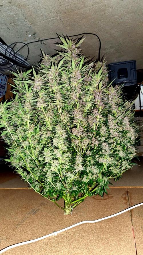 Strawberry Gorilla Automatic's. Week 14