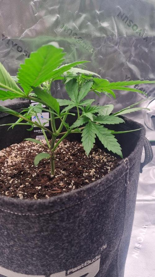 Lemon Cherry Cookies Automatic's. Week 5
