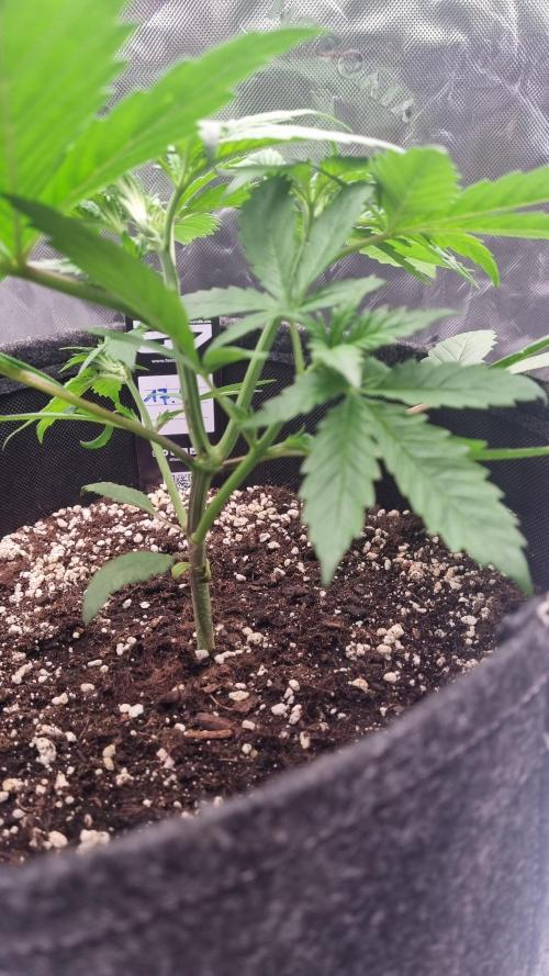 Lemon Cherry Cookies Automatic's. Week 5