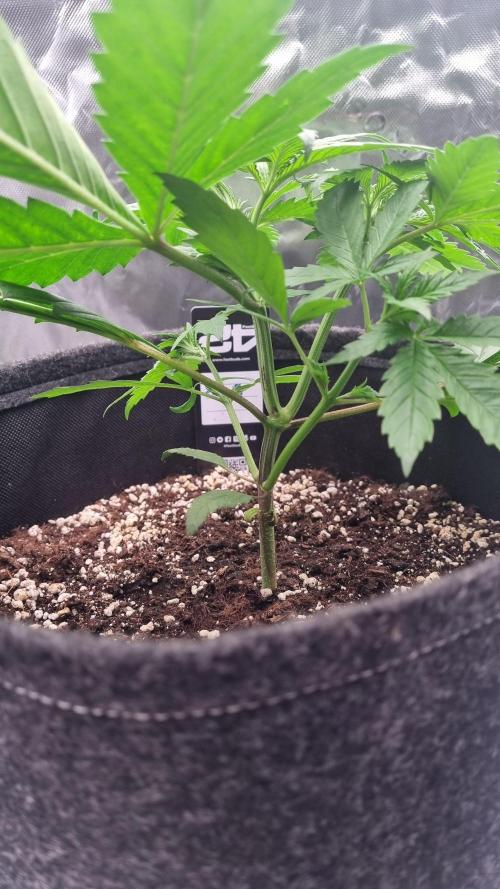 Lemon Cherry Cookies Automatic's. Week 5