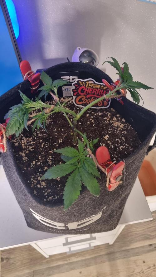 Lemon Cherry Cookies Automatic's. Week 5