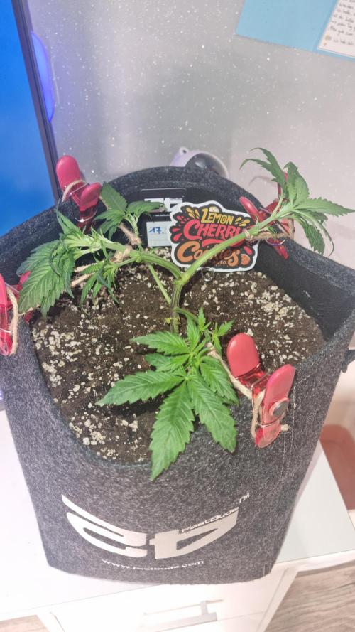 Lemon Cherry Cookies Automatic's. Week 5