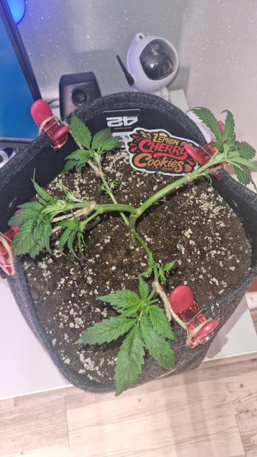 Lemon Cherry Cookies Automatic's. Week 5