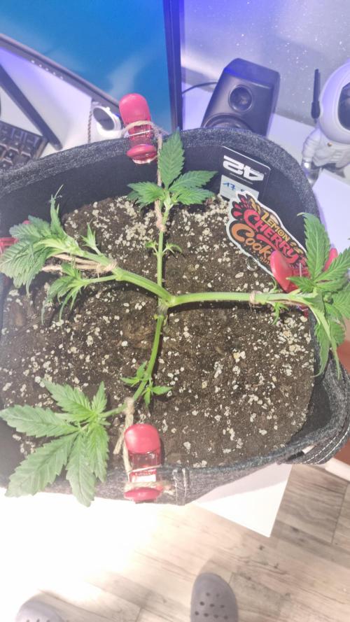 Lemon Cherry Cookies Automatic's. Week 5