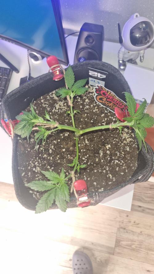 Lemon Cherry Cookies Automatic's. Week 5