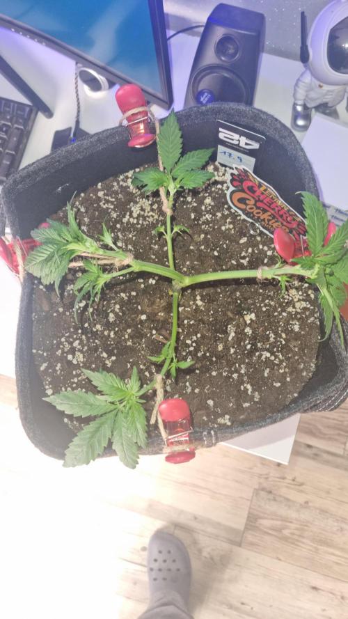 Lemon Cherry Cookies Automatic's. Week 5