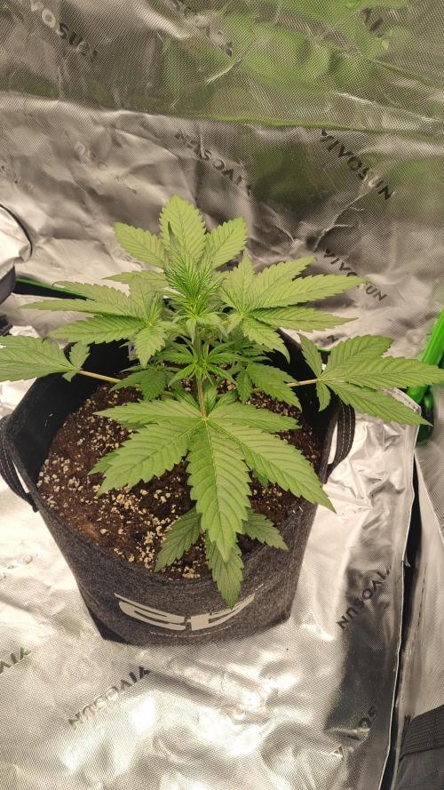 Lemon Cherry Cookies Automatic's. Week 5