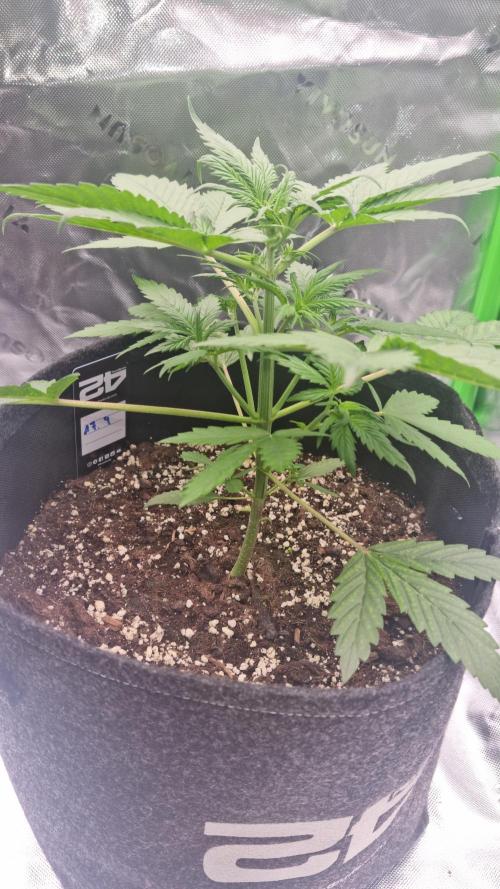 Lemon Cherry Cookies Automatic's. Week 5