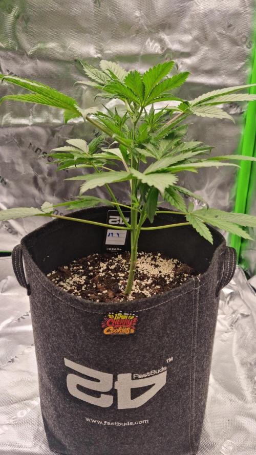 Lemon Cherry Cookies Automatic's. Week 5