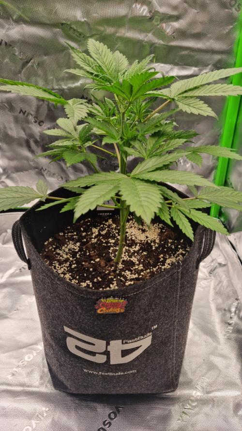 Lemon Cherry Cookies Automatic's. Week 5