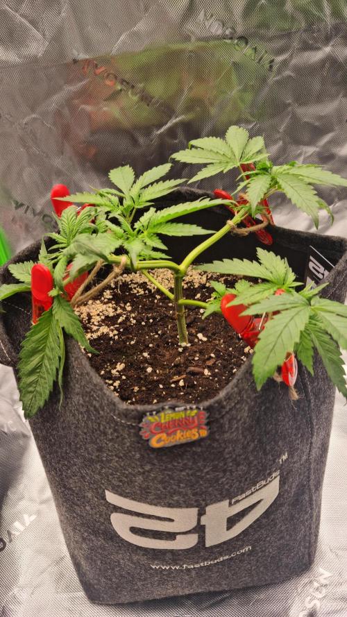 Lemon Cherry Cookies Automatic's. Week 5