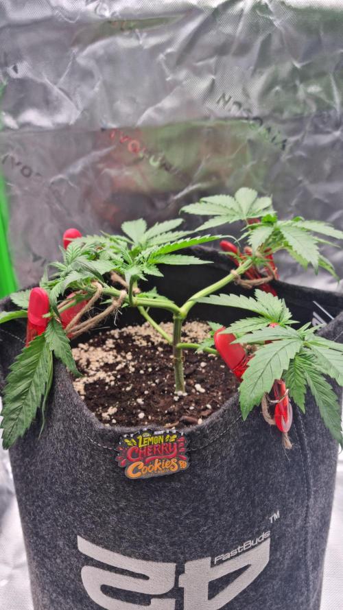 Lemon Cherry Cookies Automatic's. Week 5