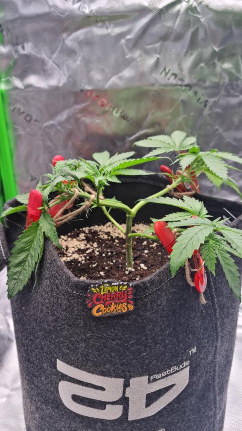 Lemon Cherry Cookies Automatic's. Week 5