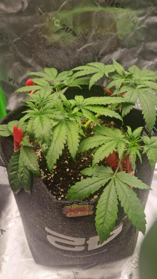 Lemon Cherry Cookies Automatic's. Week 5