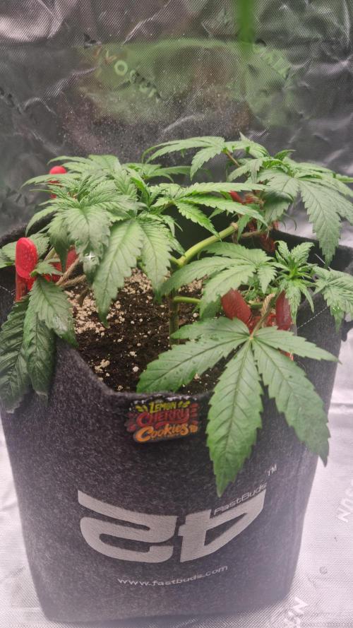 Lemon Cherry Cookies Automatic's. Week 5