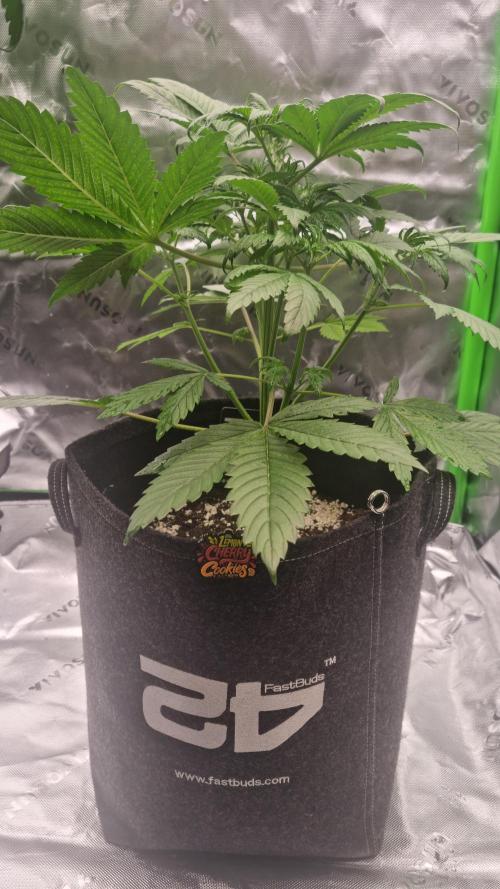 Lemon Cherry Cookies Automatic's. Week 5