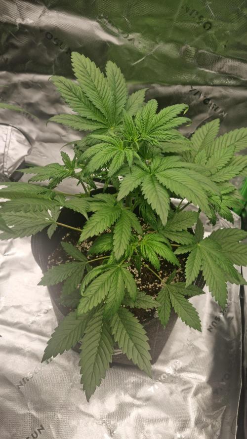 Lemon Cherry Cookies Automatic's. Week 5