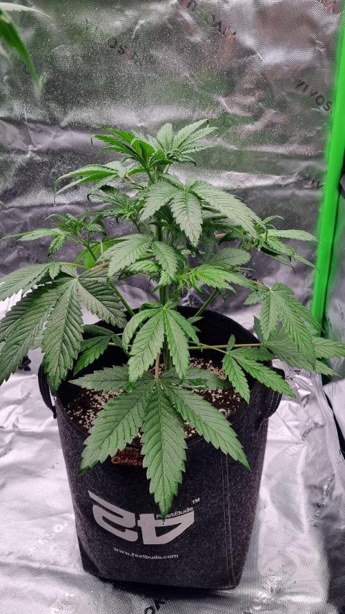 Lemon Cherry Cookies Automatic's. Week 5