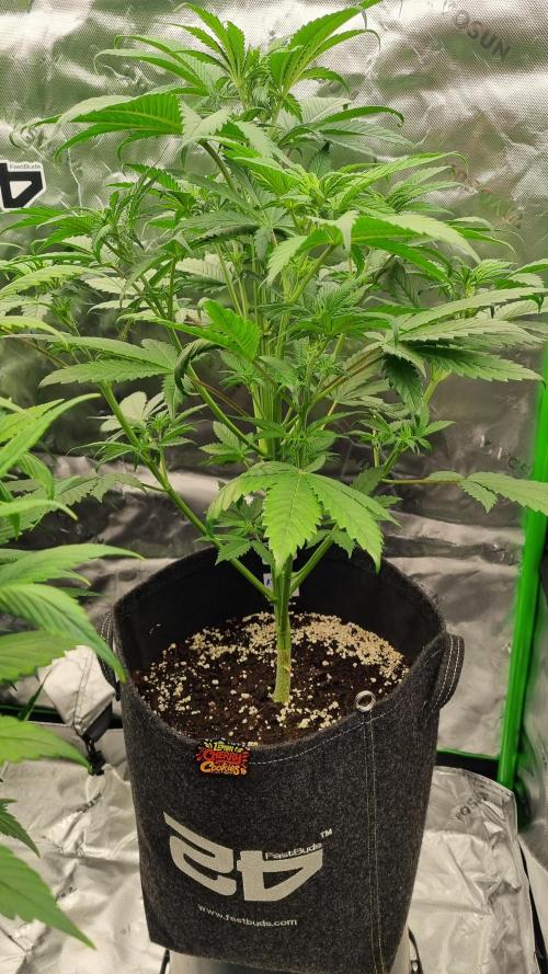 Lemon Cherry Cookies Automatic's. Week 6