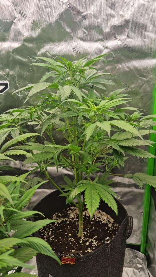 Lemon Cherry Cookies Automatic's. Week 6