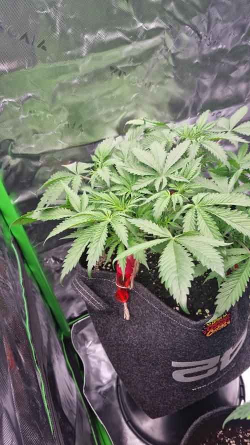 Lemon Cherry Cookies Automatic's. Week 6