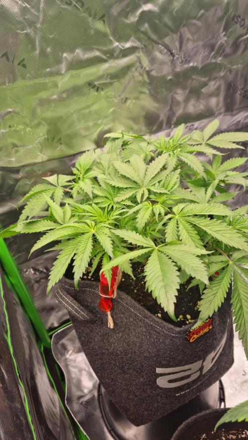 Lemon Cherry Cookies Automatic's. Week 6