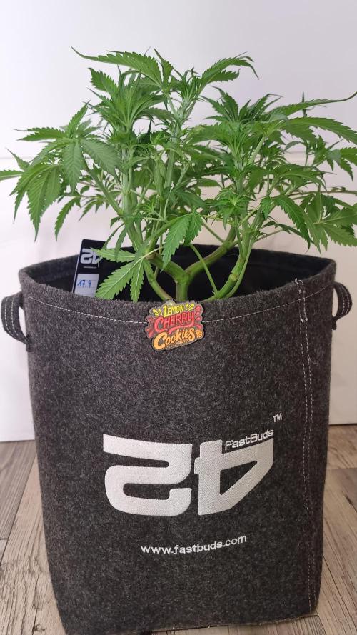 Lemon Cherry Cookies Automatic's. Week 6