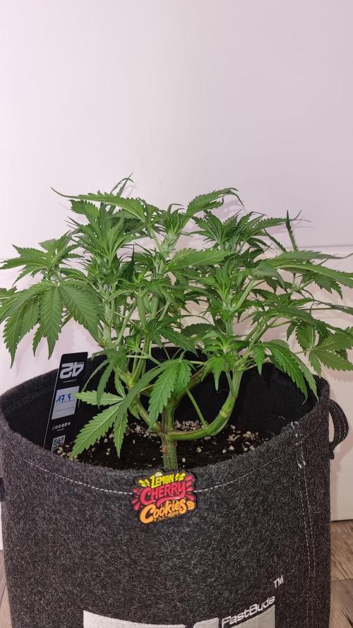 Lemon Cherry Cookies Automatic's. Week 6