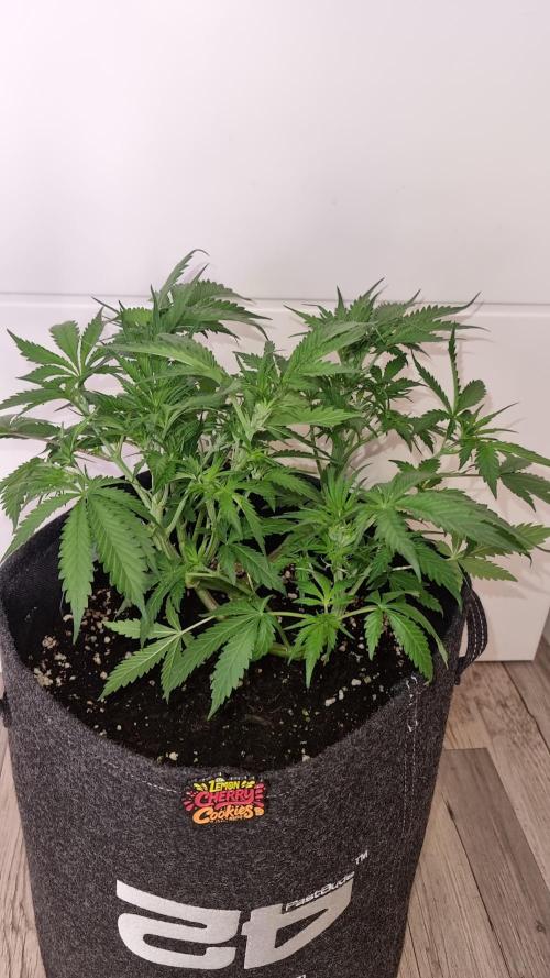 Lemon Cherry Cookies Automatic's. Week 6